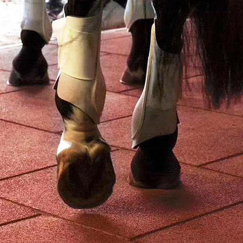 EQUINO